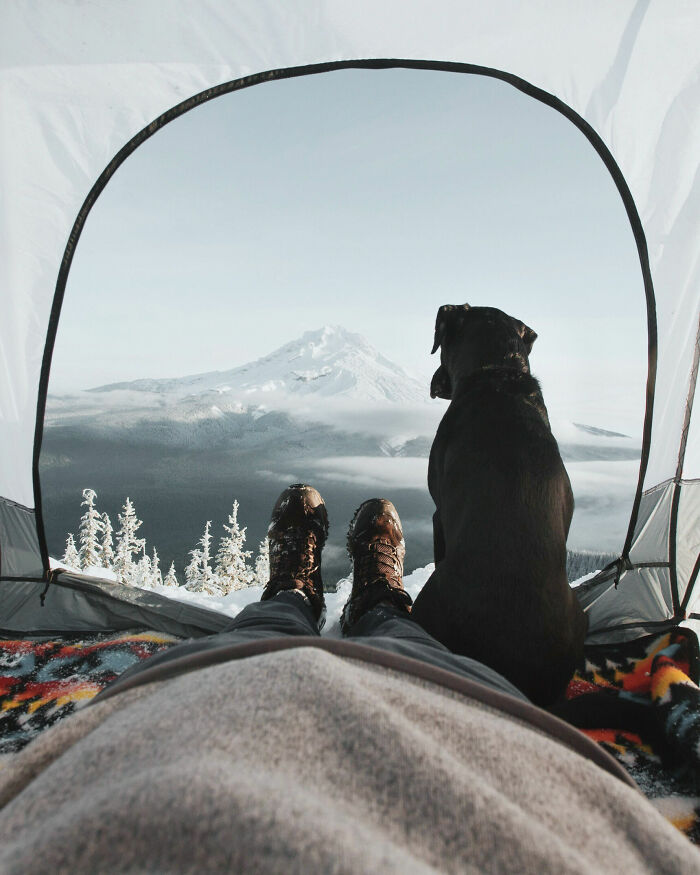El perro y las montañas desde la tienda de campaña