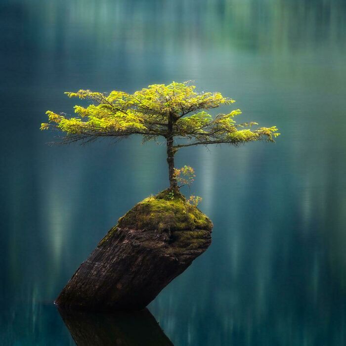 Este pequeño abeto que crece sobre un tronco sumergido en Fairy Lake
