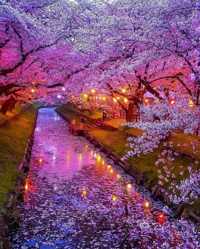Cerezos en flor en Japón