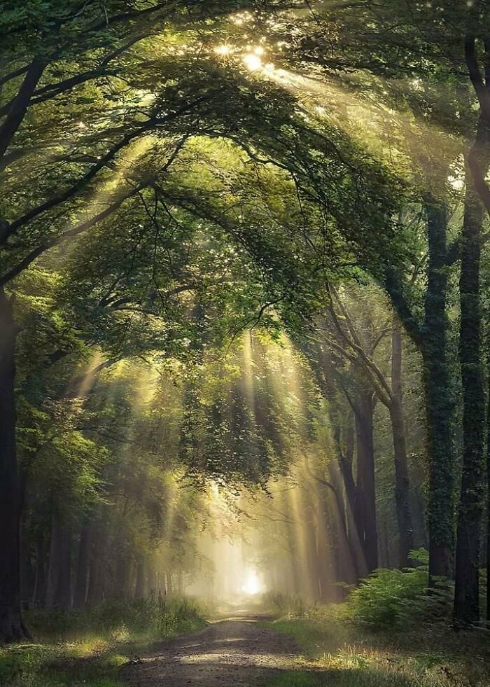 Sendero del bosque