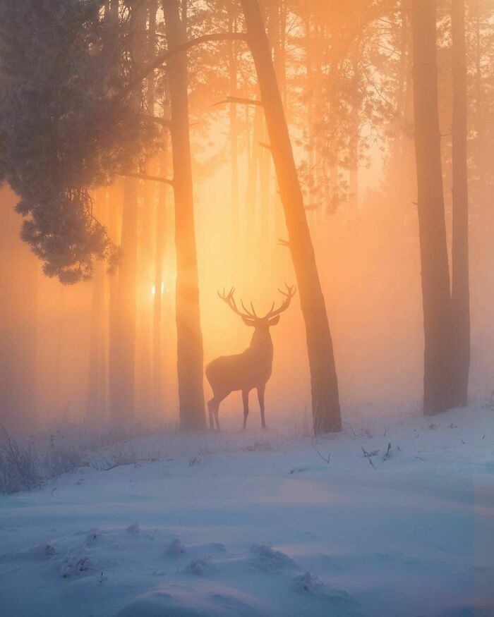 Reno en el bosque