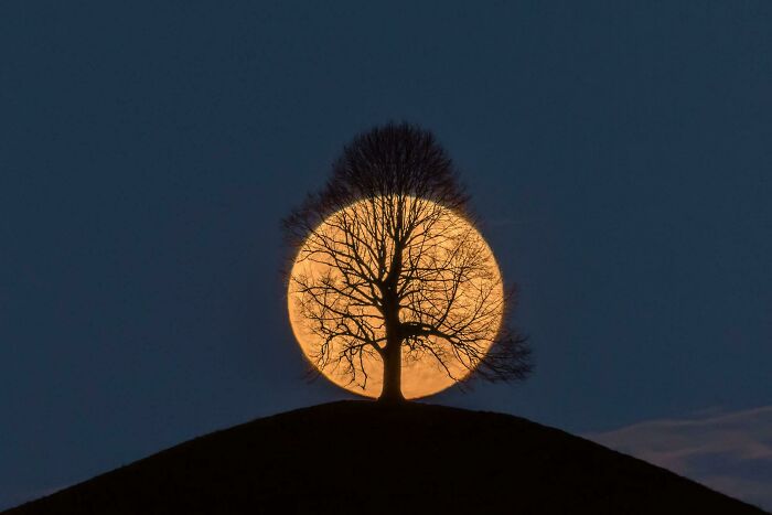 Luna llena ocultándose detrás de un tilo en la colina 