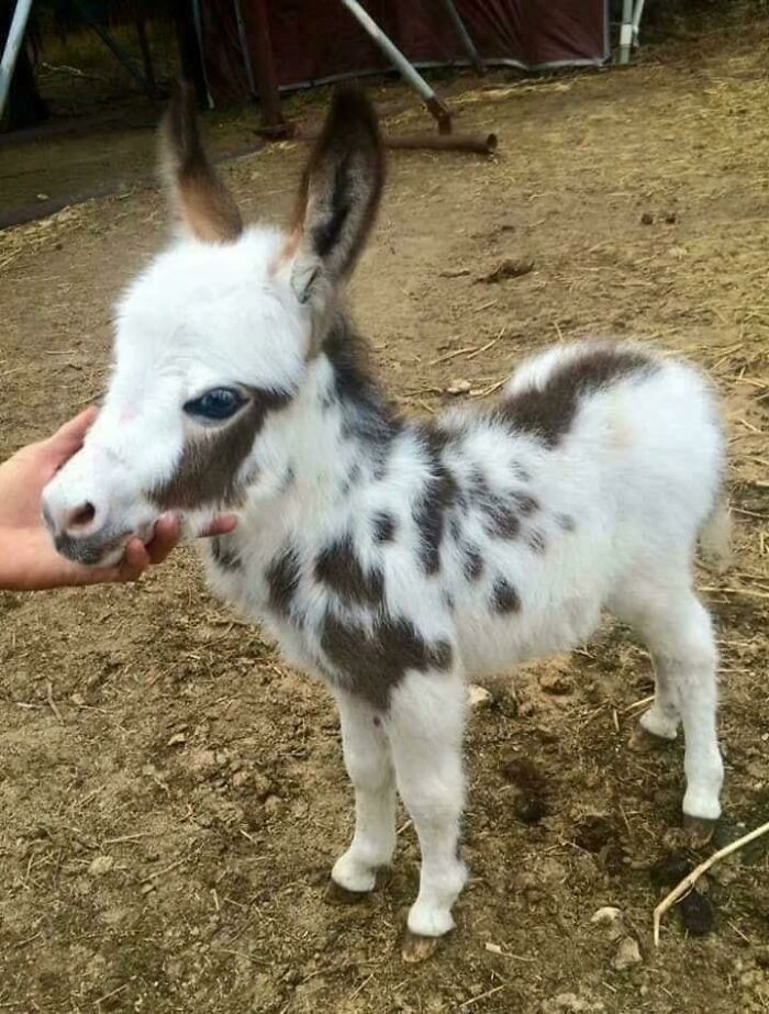 No vi ningún burro pequeño aquí... ¡Así que aquí tienen!
