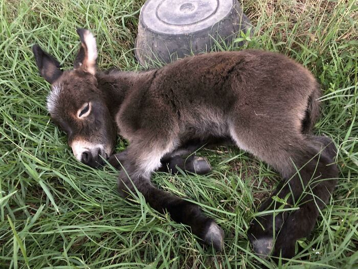 Los burros bebé son tan lindos