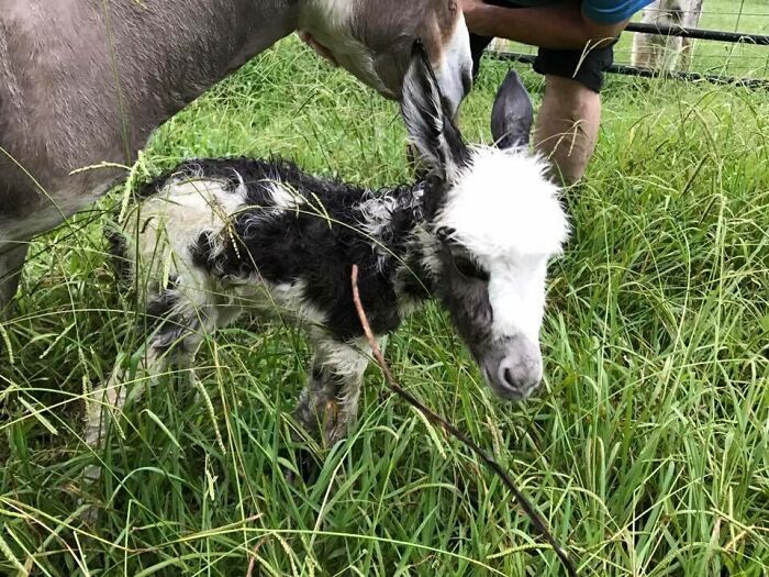 La burra miniatura de mi primo ha tenido hoy un bebé. ¡Todos denle a Capri una cálida bienvenida al mundo!