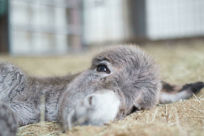 Burro bebé