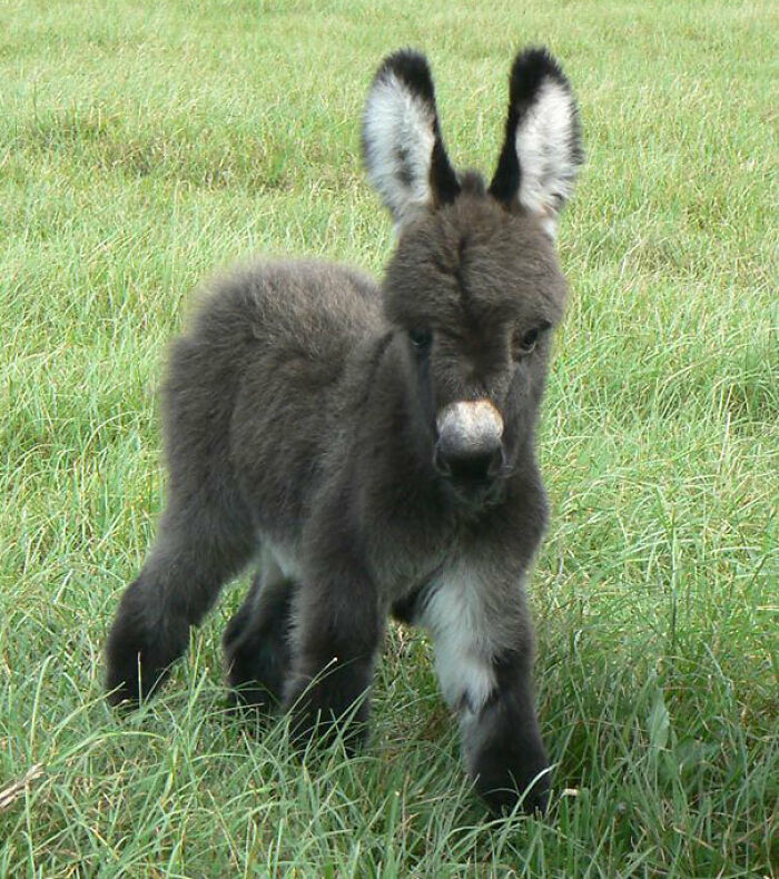 Mini bebé burro, extra esponjoso