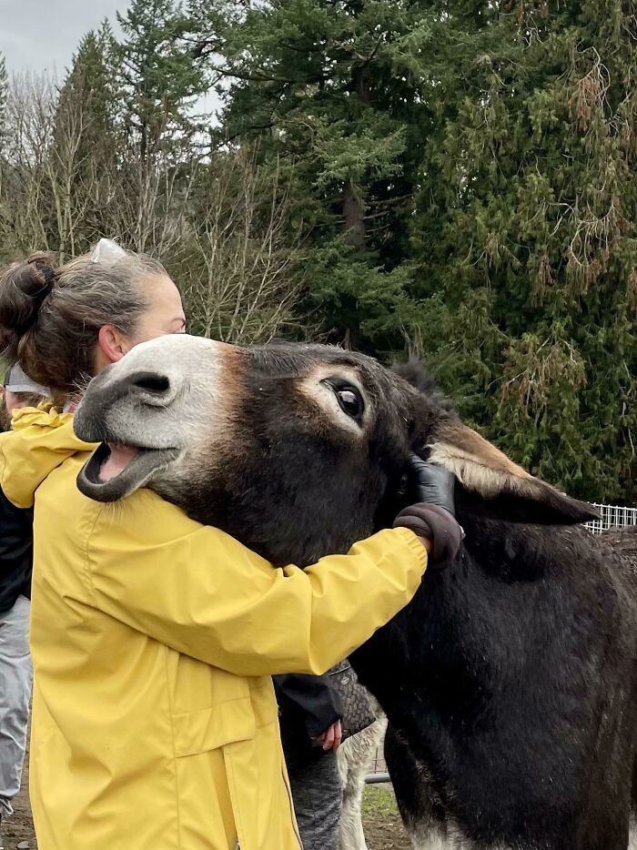 Abrazos del burro Derpy