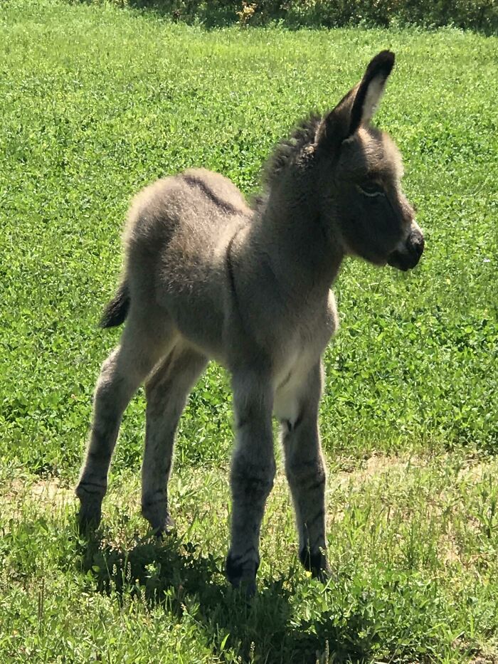 ¡El nuevo miembro de la familia! ¡Tan lindo!