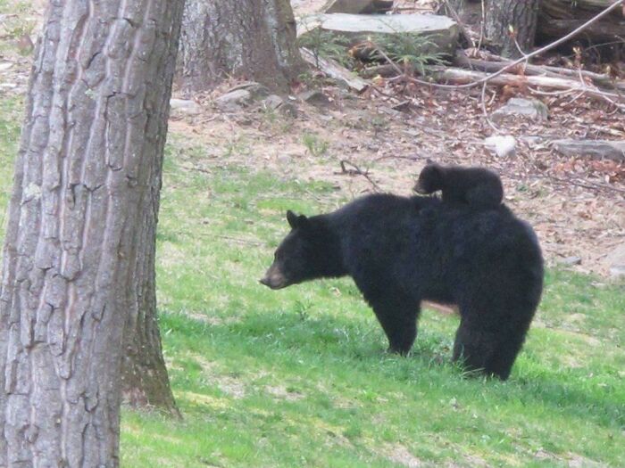 Tomé esta foto en la casa de mis padres. Un osito paseando con su madre