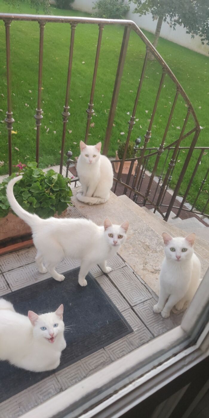 Empecé a alimentar a un gato callejero el año pasado, las noticias vuelan en el barrio… 