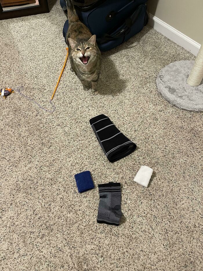 Mi gata muy orgullosa me muestra todas las cosas que subió hasta nuestra habitación mientras dormíamos 