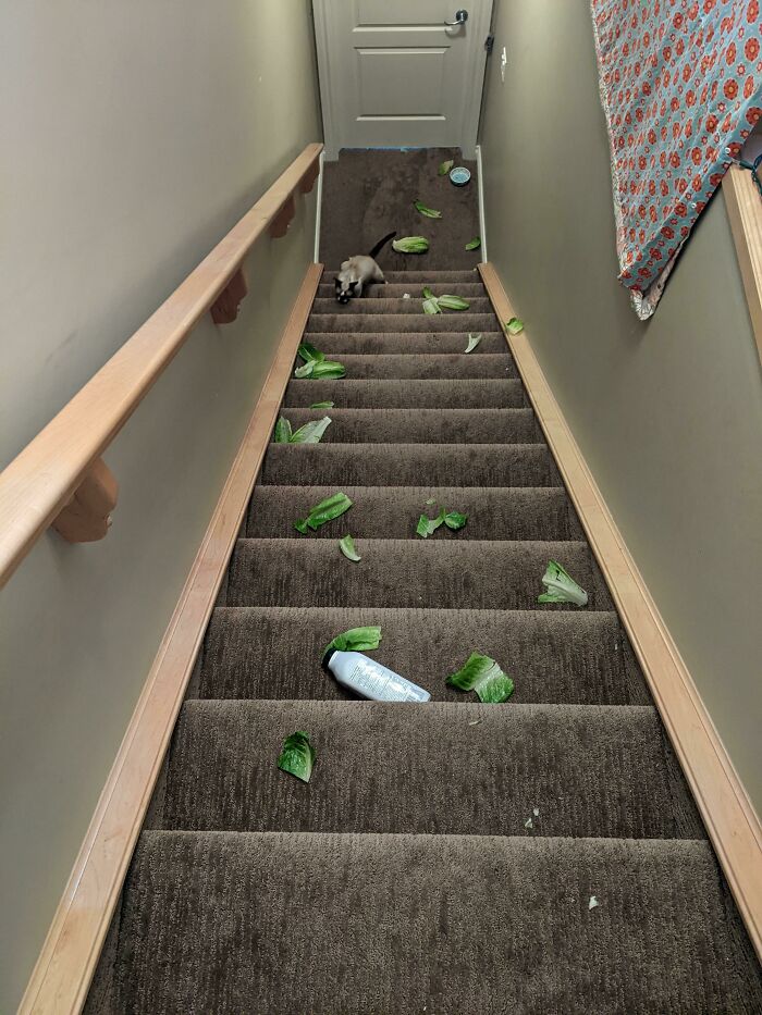 Mi bolsa de las compras se rompió al final de la escalera y la lechuga salió corriendo
