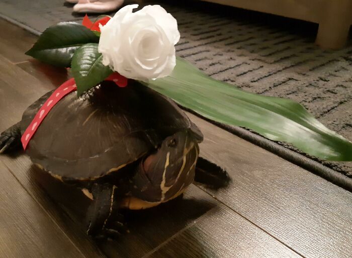 Entrenando a mi tortuga treintañera para que lleve las flores en mi boda. Creo que no va a acabar bien