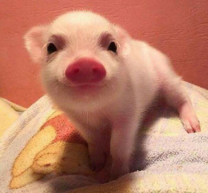 Cerdito sonriente sobre una manta de Pooh