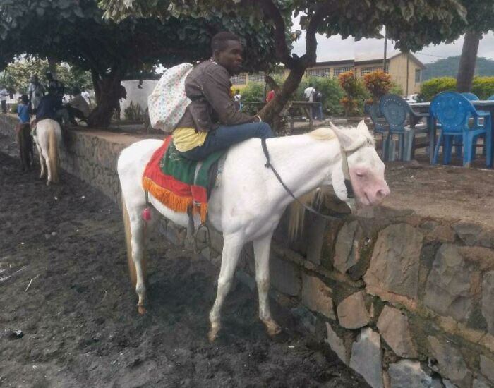Encontré a este ¿caballo? Mientras buscaba imágenes aleatorias en Google Street-View. Esto es en Camerún