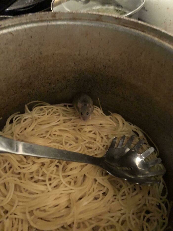 Llegué a casa después de un largo turno, fui por comida y había un ratón en ella