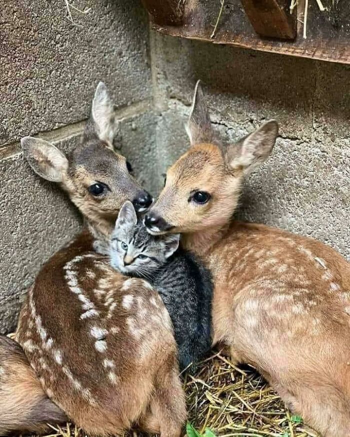 Dos cervatillos abrazando a un gatito entre paja y paredes de concreto, animales adorables que alegran el día.