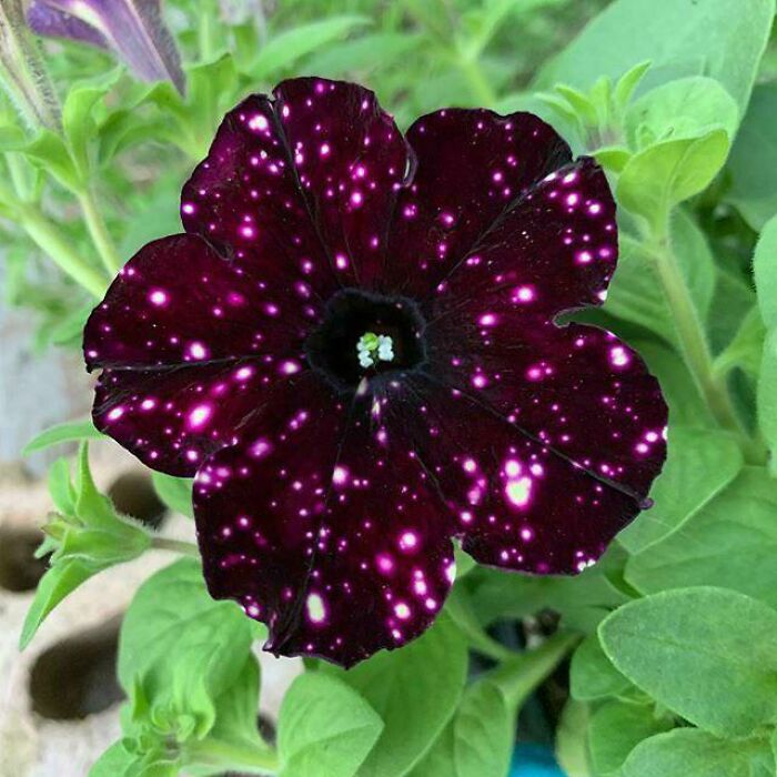 Petunia cielo nocturno, sus pétalos parecen galaxias