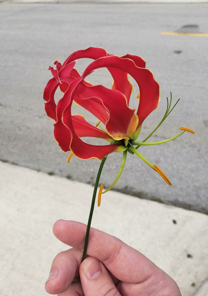 Flor que encontré esta mañana
