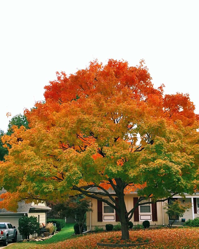 Árbol con el gradiente otoñal perfecto