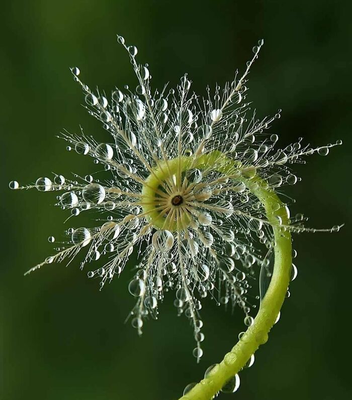 Simetría en la naturaleza