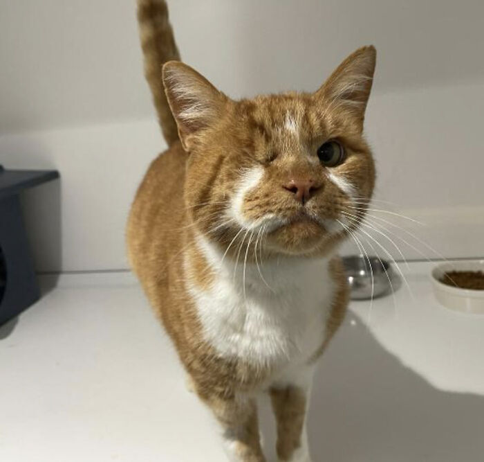 He solicitado la adopción de este gato callejero y tuerto