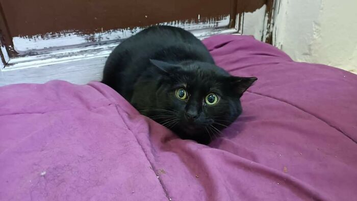 Su nombre es Zorba, tiene problemas de comportamiento debido al abandono y a la mala experiencia en el refugio, yo lo adopté. Hoy viene a casa