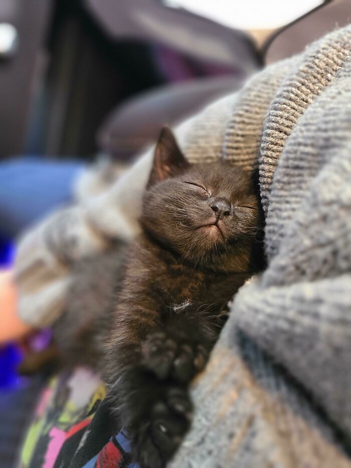 Adopté a la pequeña señorita Freya el pasado fin de semana. 580 gramos de amor