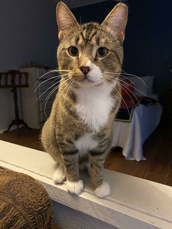 Os presento a Finley. Me siguió a casa una noche en la que estaba triste y me sentía especialmente solo. Entonces entró como si fuera el dueño de mi casa. (Comprobé si tenía un chip y lo adopté oficialmente del refugio al que pertenecía). Todo el mundo dice que me eligió a mí