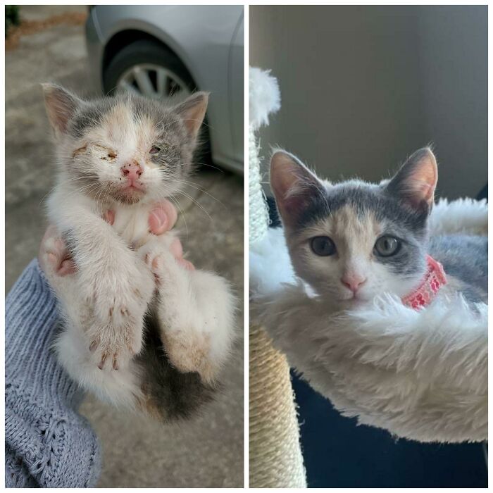 ¡El poder del rescate! Rescato Animales. Esta es Pearl el día que la encontré, y hoy en su hogar definitivo