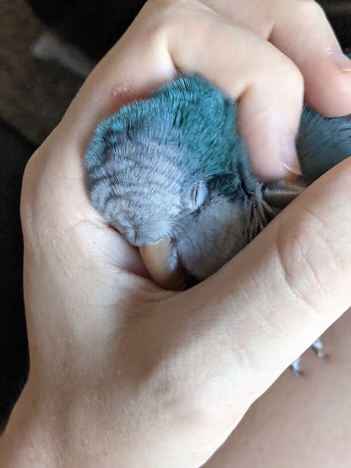 Por fin confía en mí lo suficiente como para dormir en mis manos