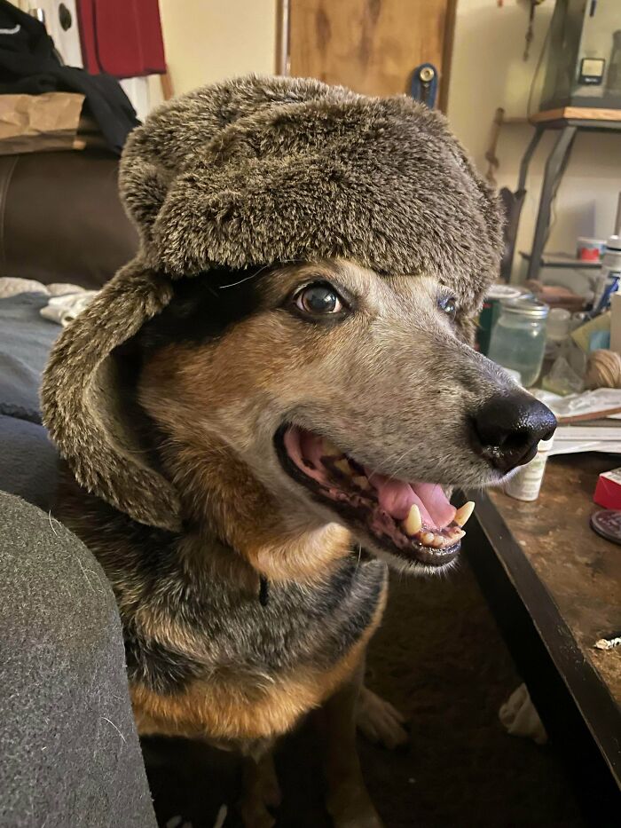 Mi Viejo Brody, lo rescaté después de ser devuelto 2 veces. Debía estar esperándome porque ha sido el mejor perro. ¡Hemos pasado muchas cosas juntos! Él es mi apoyo y le encanta usar sombreros