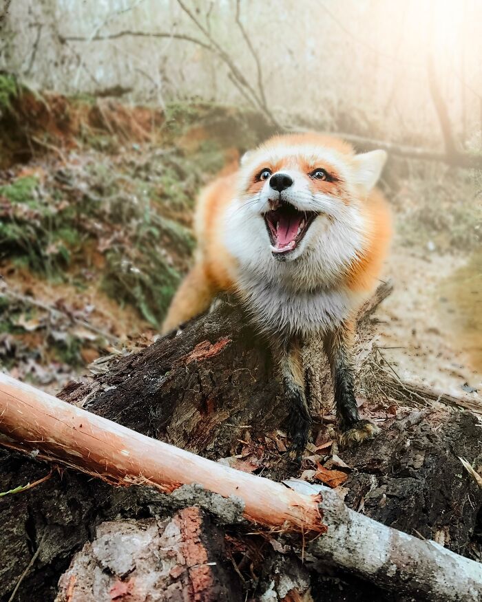¡Esta es Juniper, una zorra de rescate súper feliz!