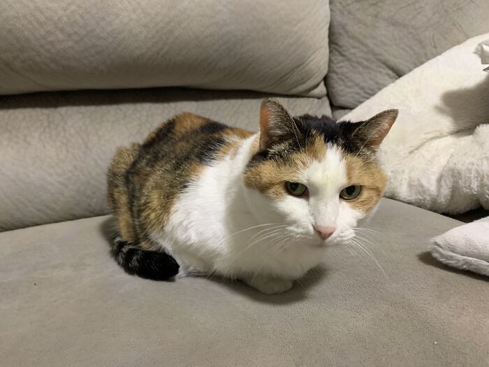Acabo de adoptar un gato de 13 años. ¿Qué tipo de persona se deshace de un gato viejo? Ronronea muy bien