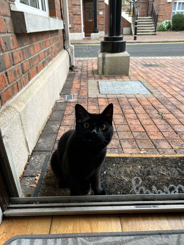 Le abrí la Puerta a este callejero. Estamos en medio del invierno. Ahora tengo un gato