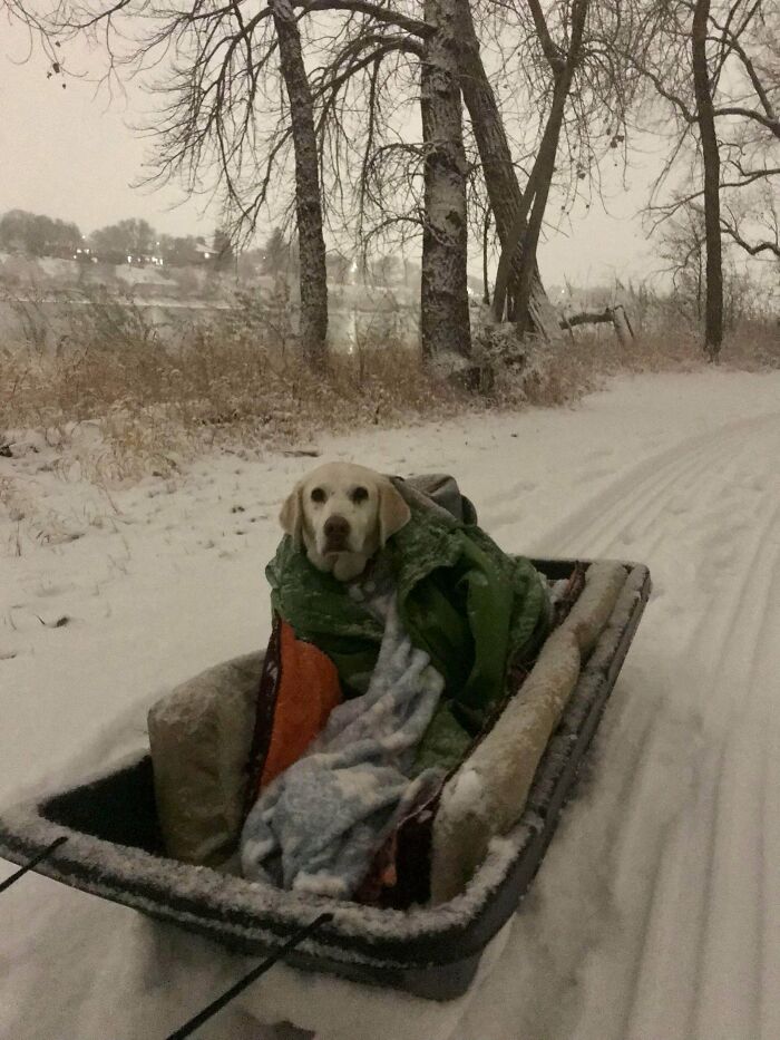 Este es Jax, tiene 13 años y no puede caminar mucho, así que le conseguimos un trineo para nuestras caminatas de invierno