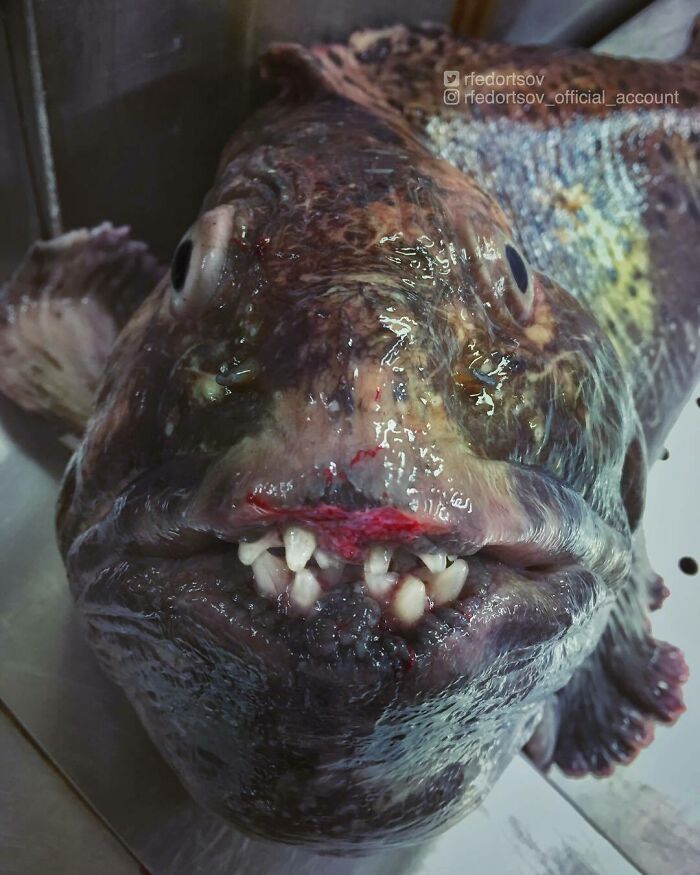 Pez lobo