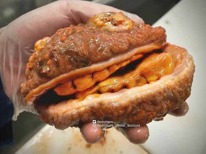 ¿Es una hamburguesa marina con queso y dientes?