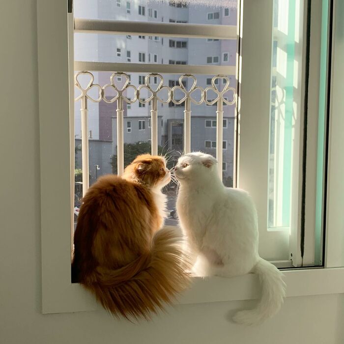 Este gato rechazó los intentos de su dueño de abrazarlo y se volvió viral en internet