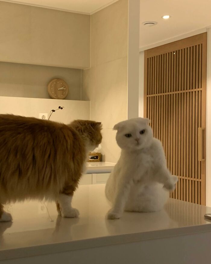Este gato rechazó los intentos de su dueño de abrazarlo y se volvió viral en internet