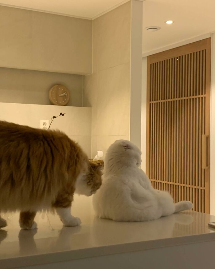 Este gato rechazó los intentos de su dueño de abrazarlo y se volvió viral en internet
