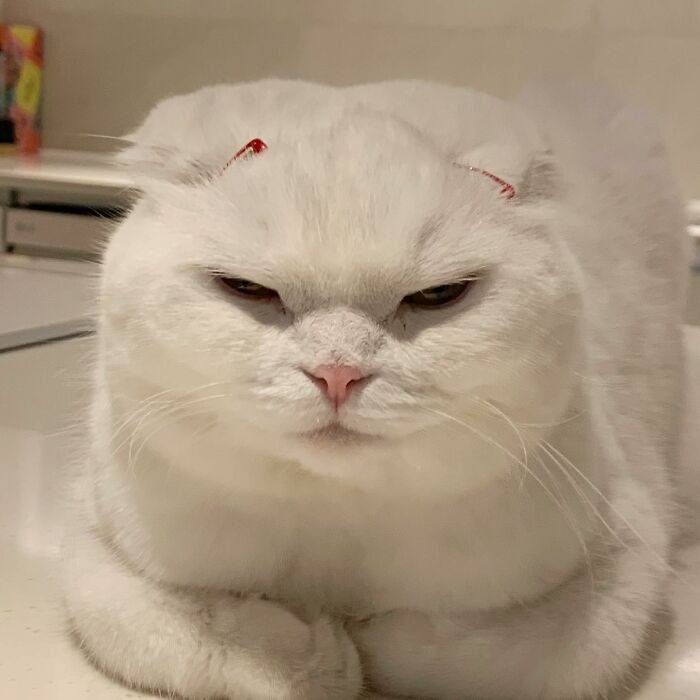 Este gato rechazó los intentos de su dueño de abrazarlo y se volvió viral en internet