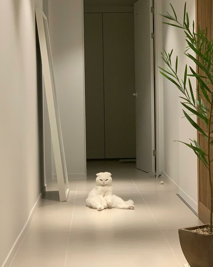 Este gato rechazó los intentos de su dueño de abrazarlo y se volvió viral en internet