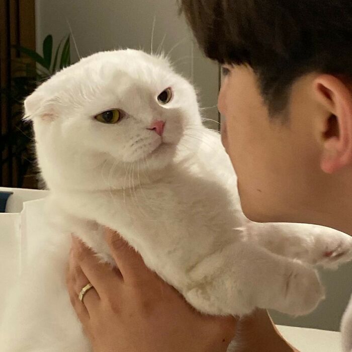 Este gato rechazó los intentos de su dueño de abrazarlo y se volvió viral en internet
