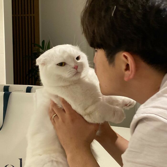 Este gato rechazó los intentos de su dueño de abrazarlo y se volvió viral en internet