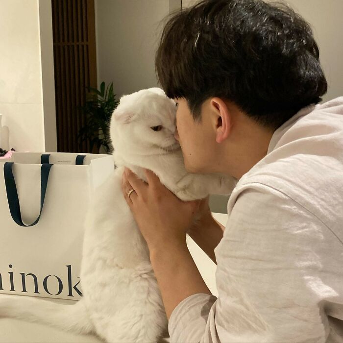 Este gato rechazó los intentos de su dueño de abrazarlo y se volvió viral en internet