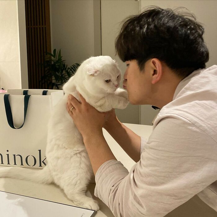 Este gato rechazó los intentos de su dueño de abrazarlo y se volvió viral en internet