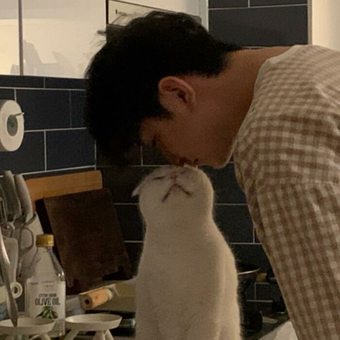 Este gato rechazó los intentos de su dueño de abrazarlo y se volvió viral en internet
