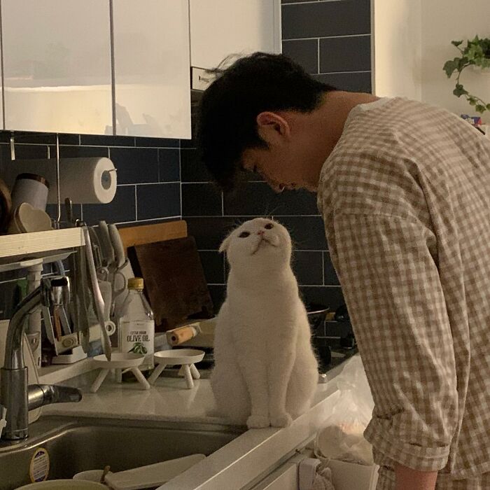 Este gato rechazó los intentos de su dueño de abrazarlo y se volvió viral en internet